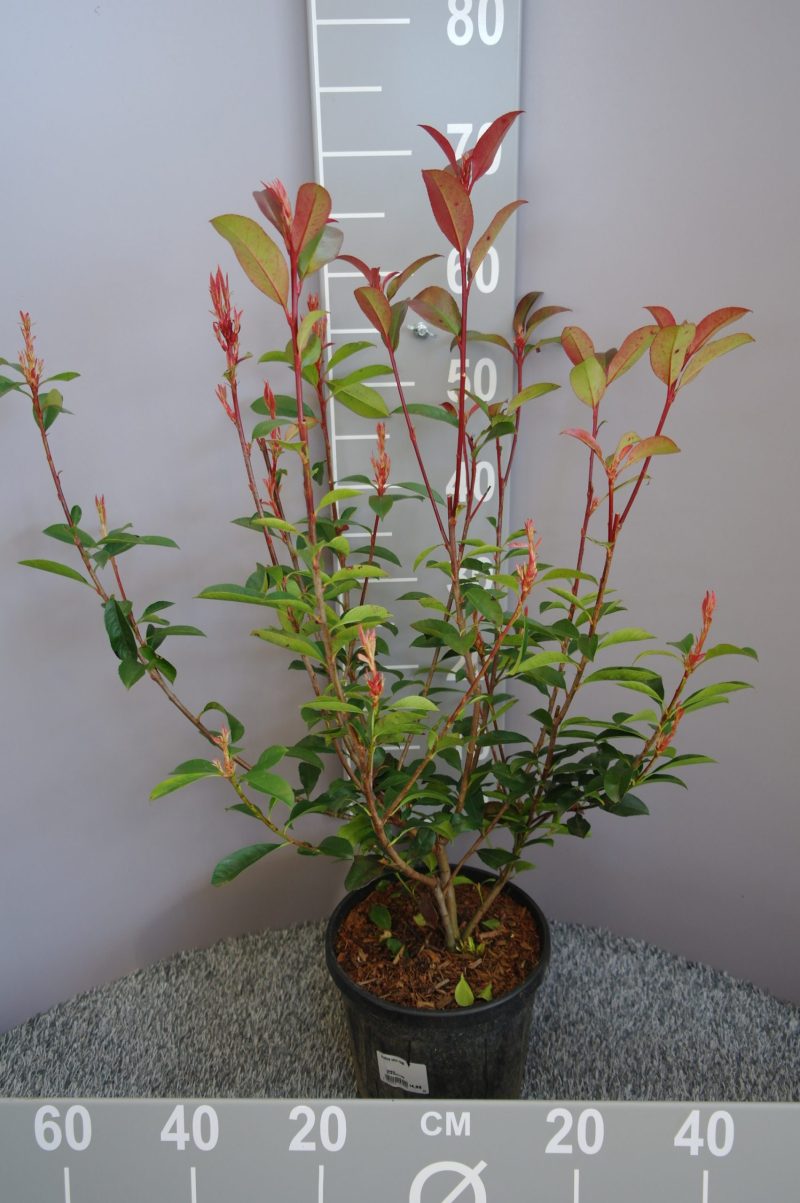 Photinia Carre Rouge