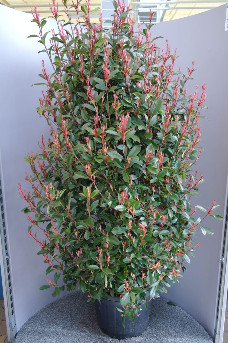 Photinia Carre Rouge