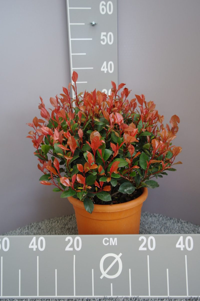 Photinia Fraseri 'Little Red Robin'