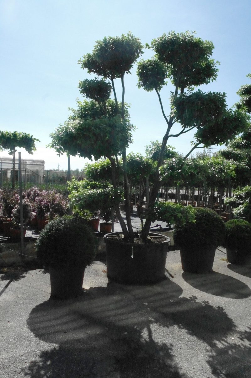 Quercus ilex