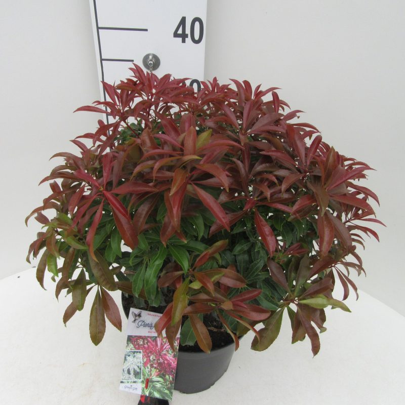 Pieris japonica 'Red Mill'