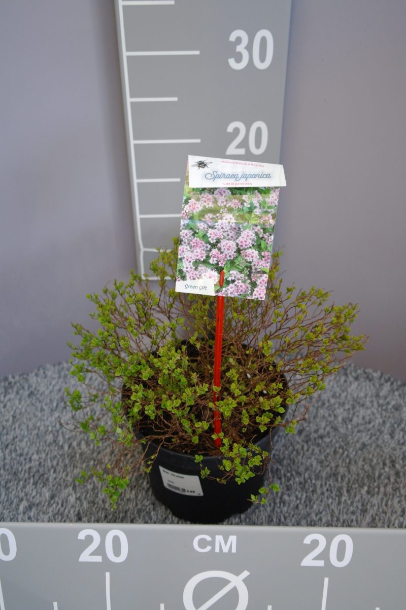 Spiraea Japonica 'Little Princess'