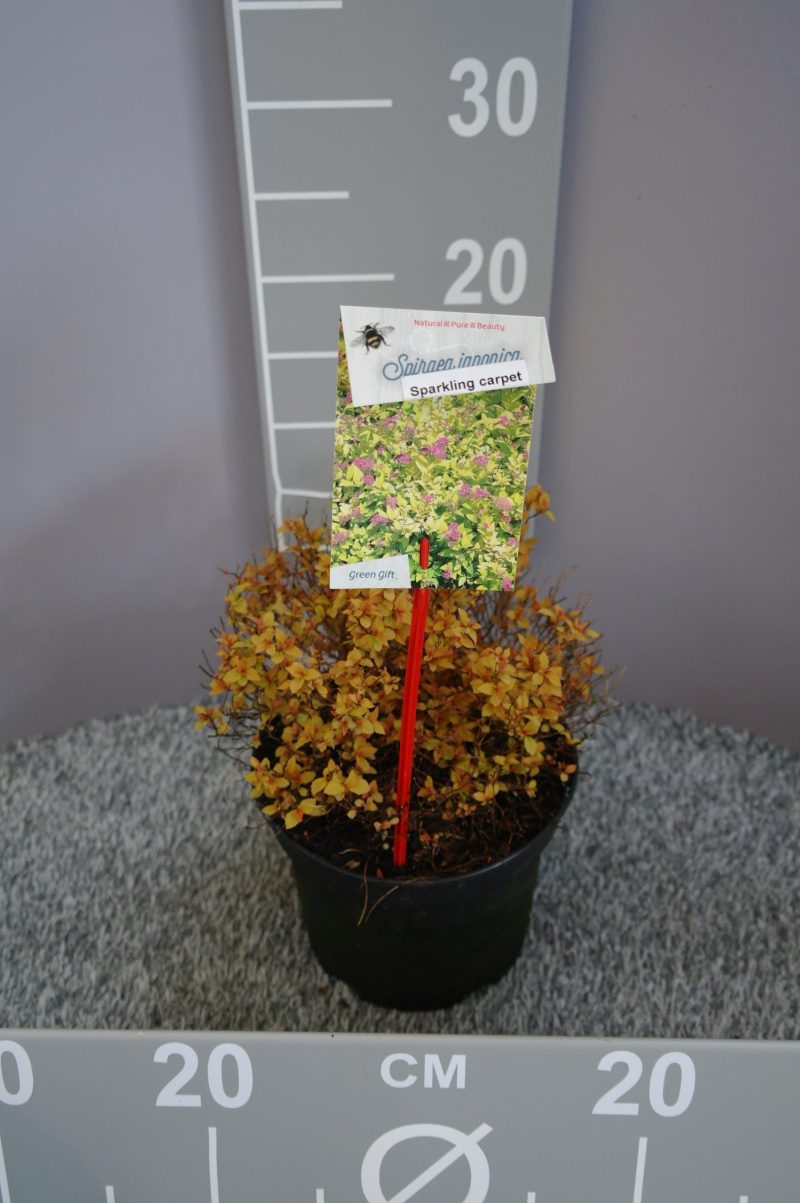 Spiraea Japonica 'Sparklink Carpet'®