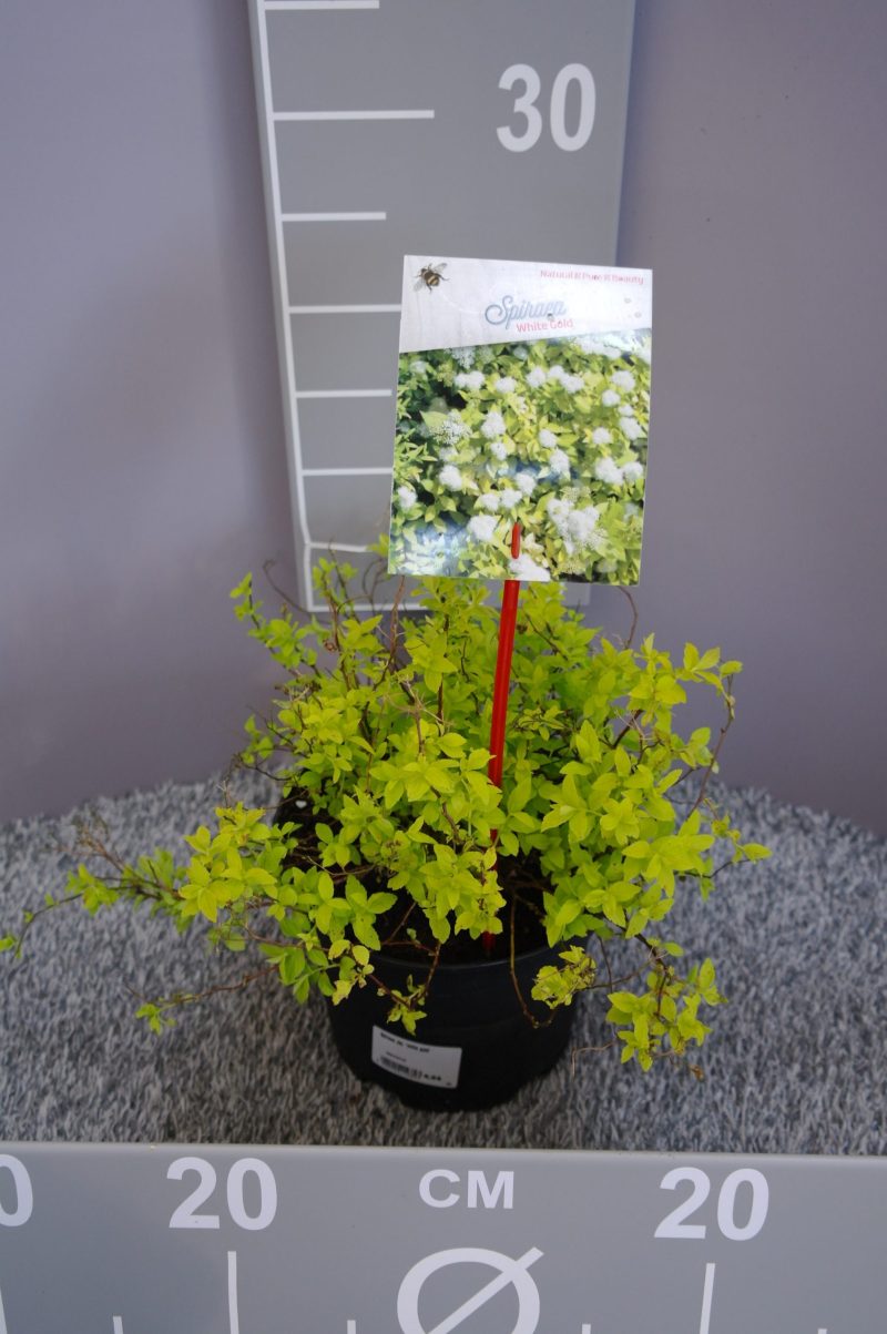 Spiraea Japonica 'White Gold'®