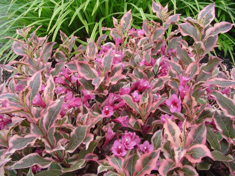 Weigela 'Monet'®