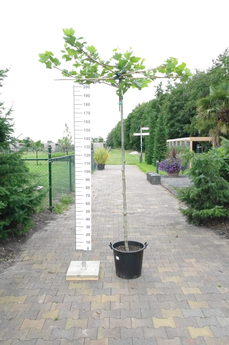 Dakplataan