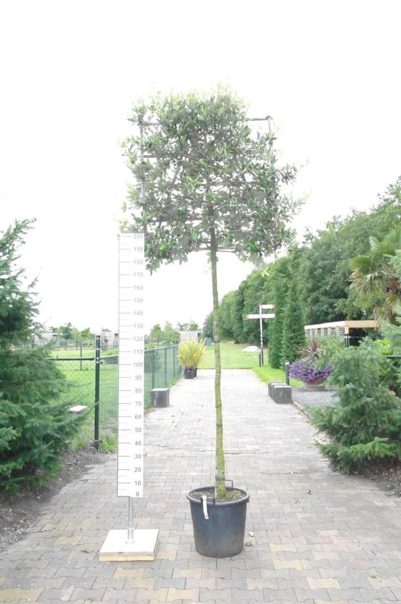 Quercus Ilex leiboom