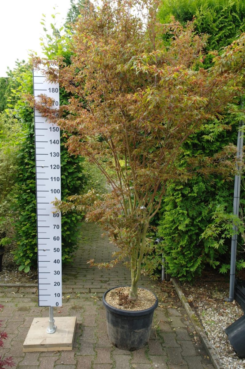 Acer Palmatum 'Beni-hagoromo'