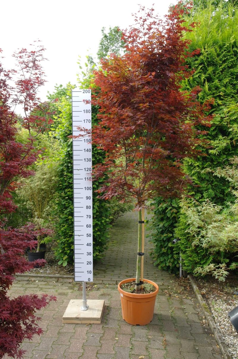 Acer Palmatum 'Skeeters Broom' (Japanse esdoorn)