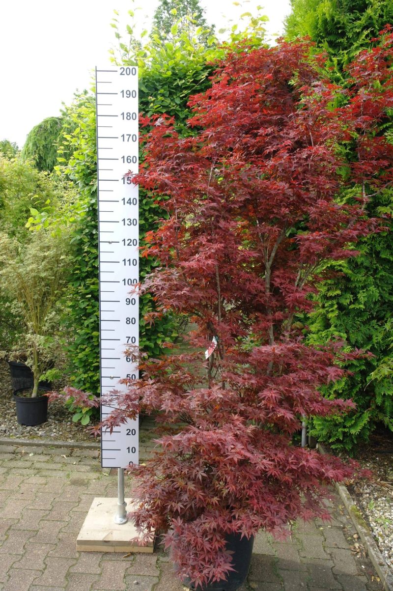 Acer Palmatum 'Skeeters Broom' (Japanse esdoorn)