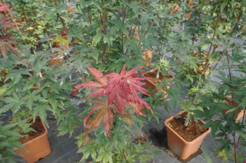 Acer palmatum Beni-maiko 14 liter (Japanse esdoorn)