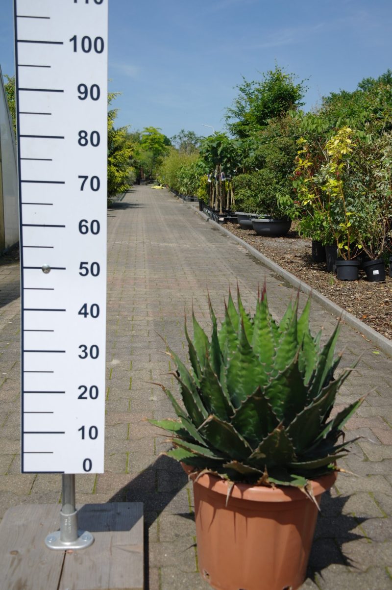 Agave Montana