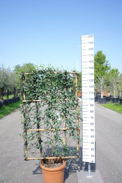 Trachelospermum Jasminoides bamboe rek - Toscaanse Jasmijn