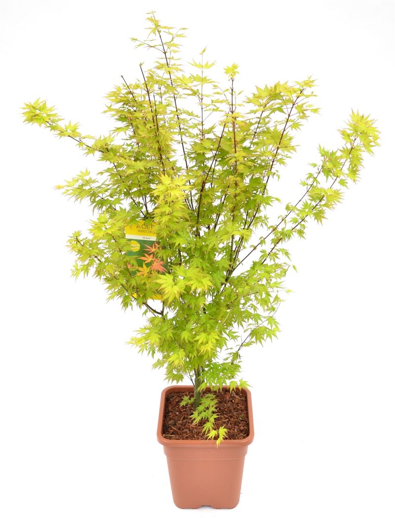 Acer palmatum Bi-Hoo