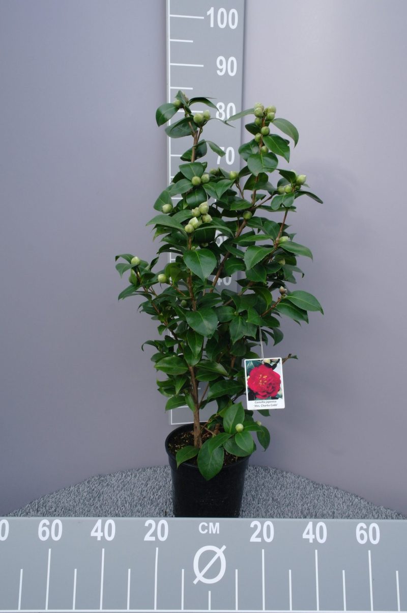 Camellia Japonica 'Mrs Charles Cobb' - rood