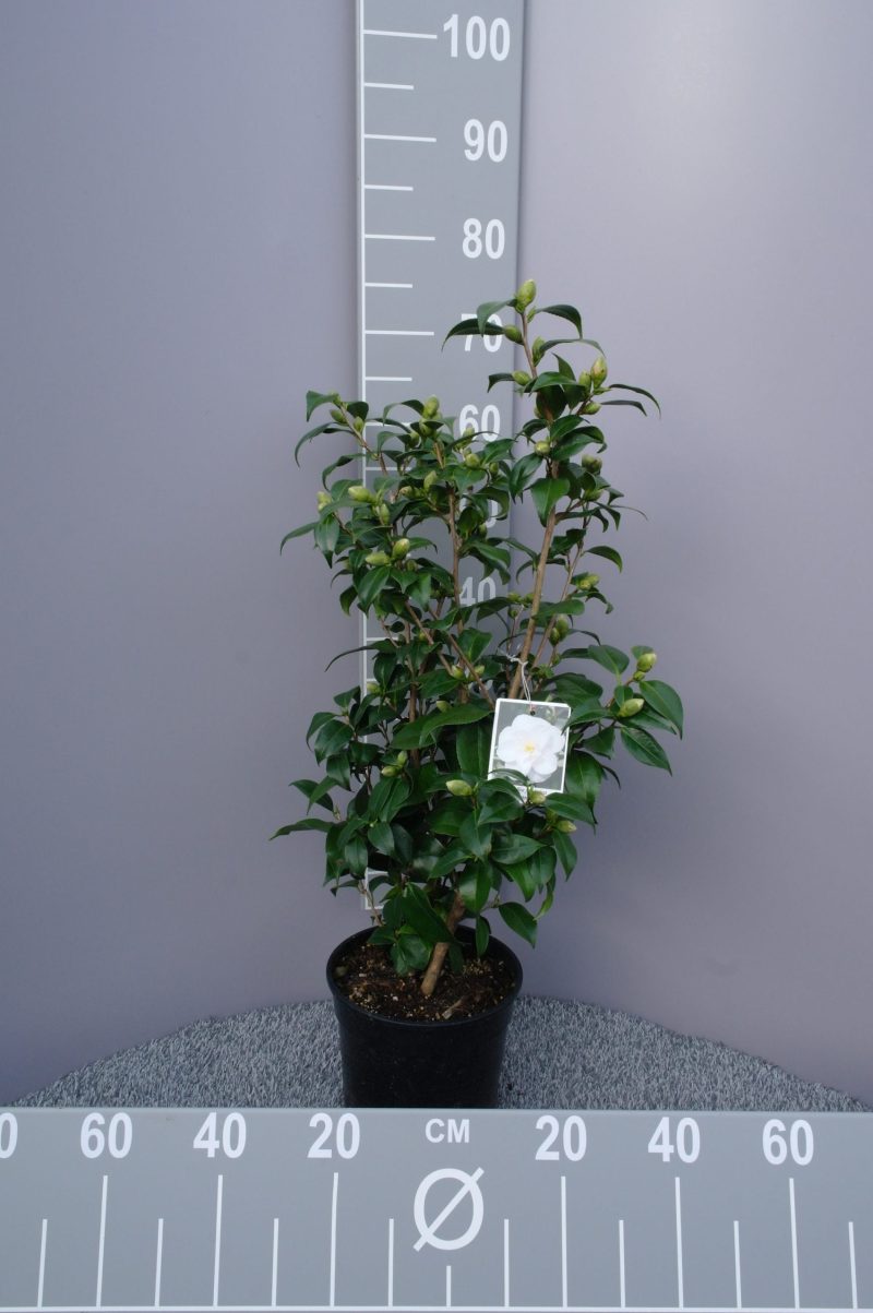 Camellia Japonica 'Hagoromo' - ivoor