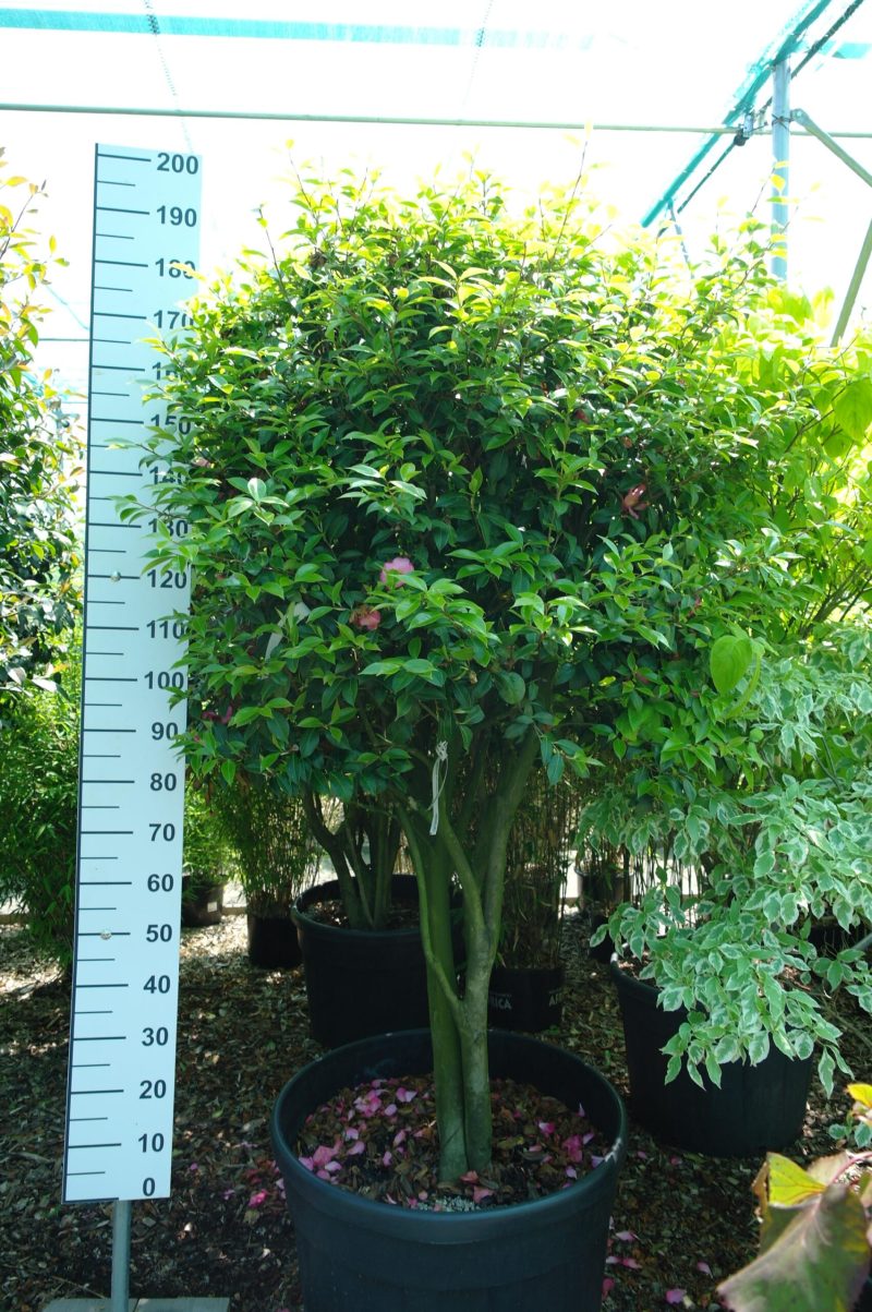 Camellia Japonica 'Donation' multistam