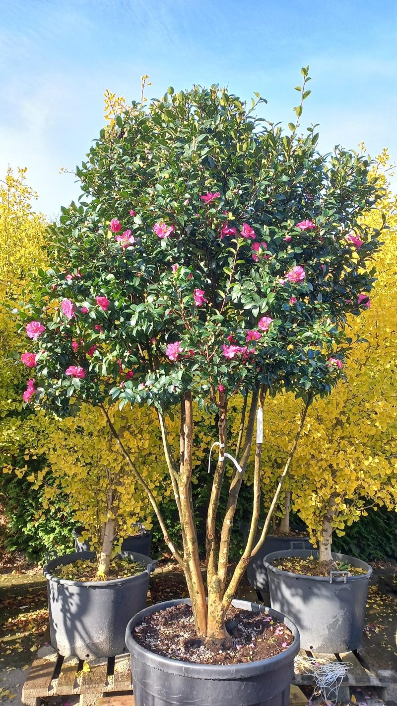 Camellia Sasanqua multistam