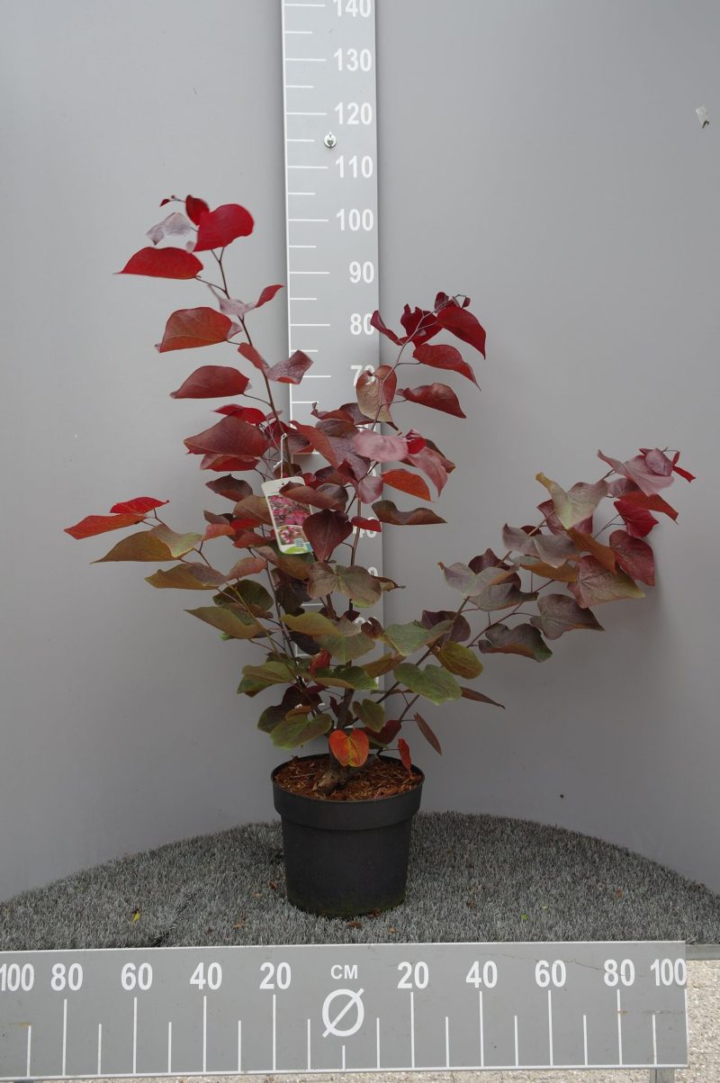 Cercis Canadensis Forest Pansy