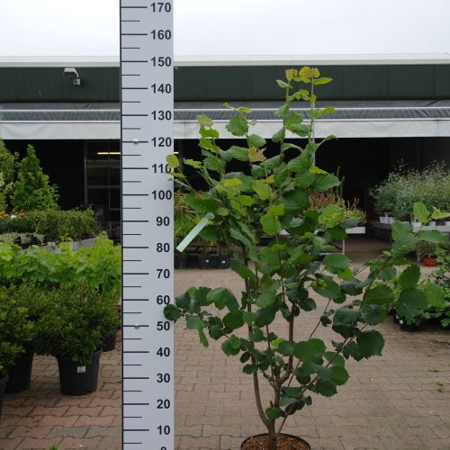 Corylus Halle'sche Riesen Hazelnoot