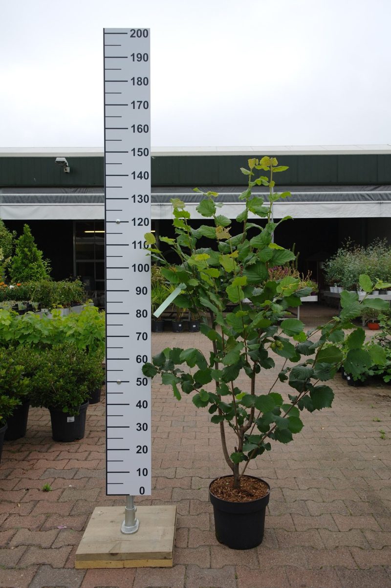 Corylus Halle'sche Riesen Hazelnoot