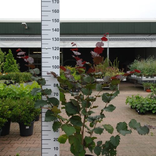 Corylus Rode Zellernoot Hazelnoot