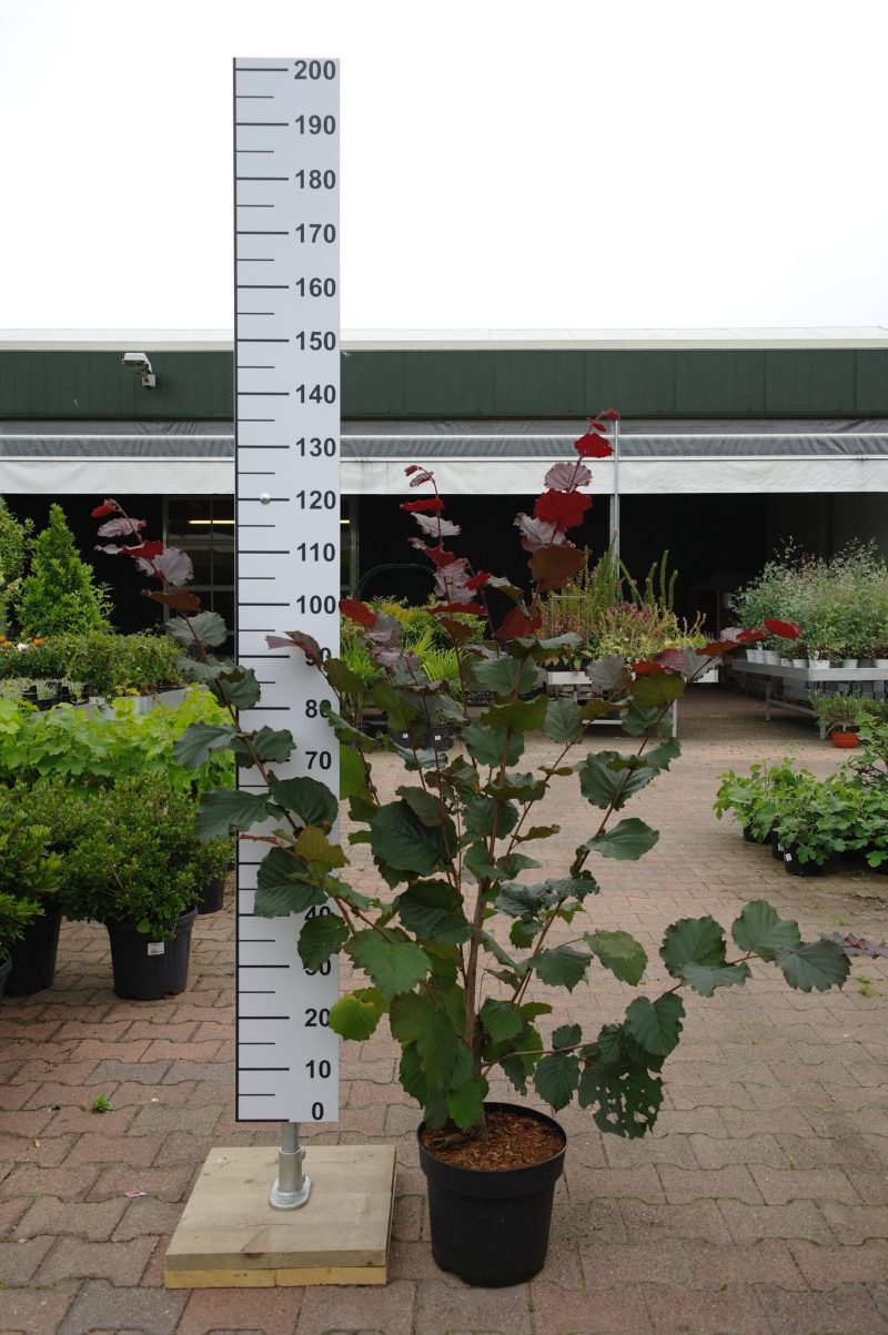 Corylus Rode Zellernoot Hazelnoot