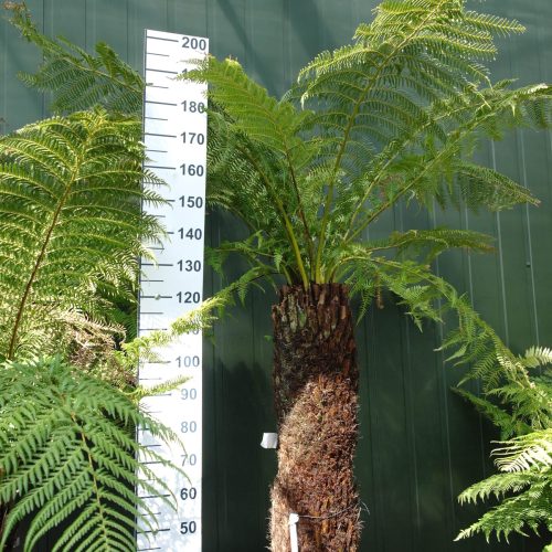 Dicksonia Antarctica