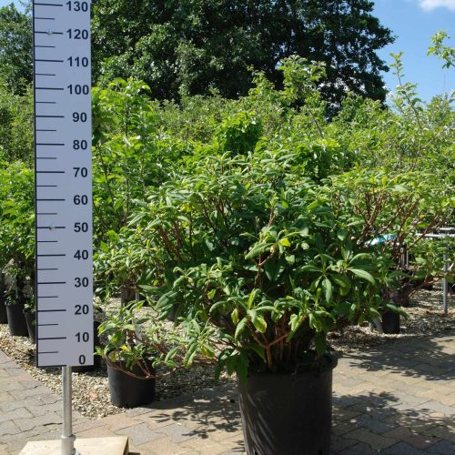 Edgeworthia Chrysanthemum extra grote struiken