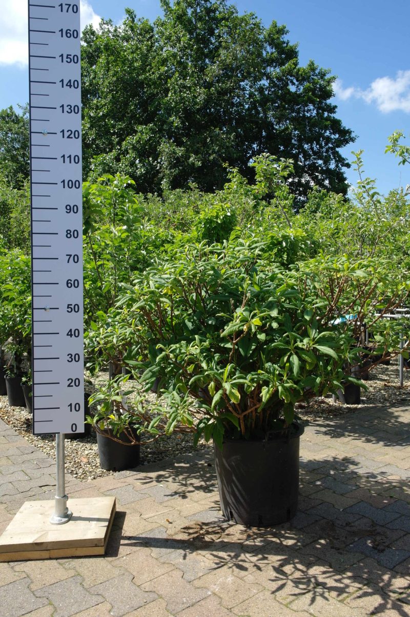 Edgeworthia Chrysanthemum extra grote struiken
