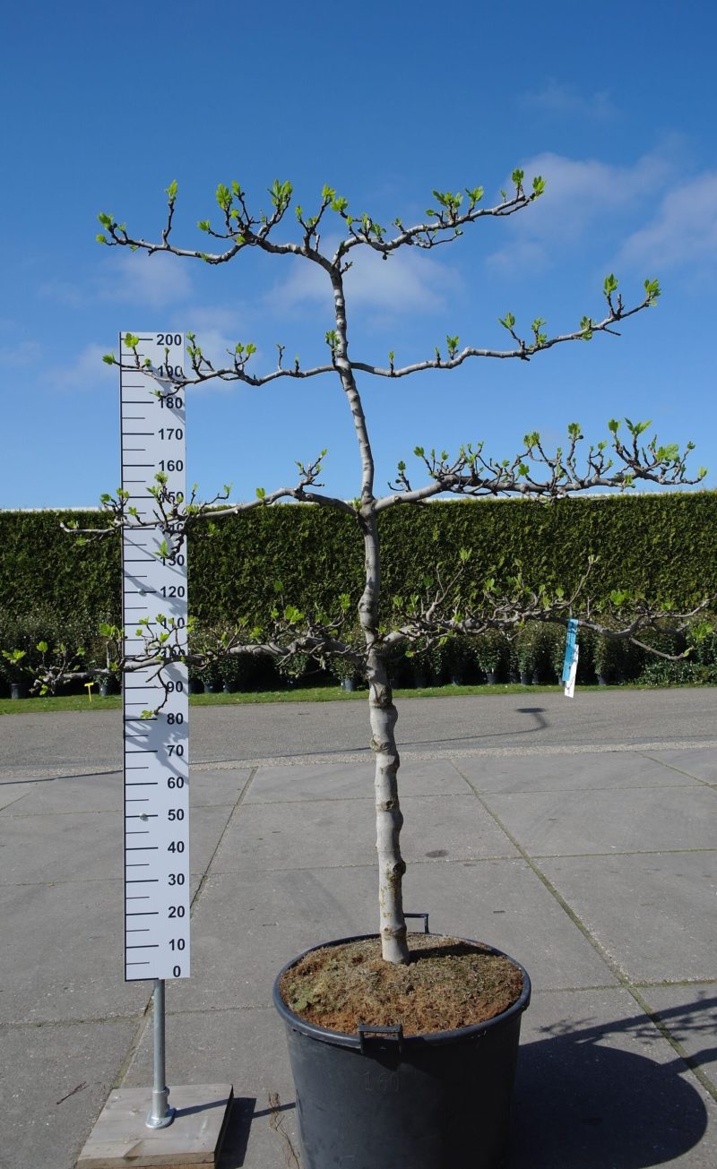Ficus Carica 'Brogiotto nero' lei 4 etages