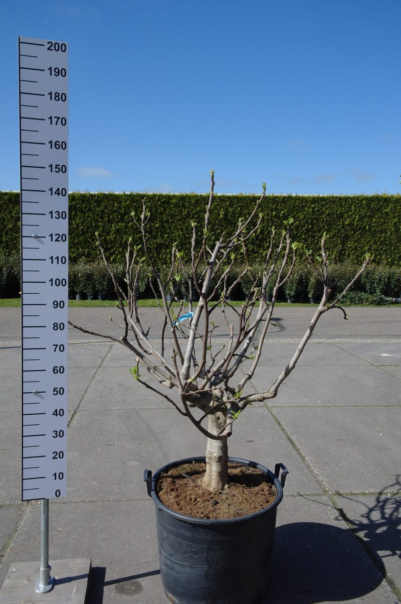 Ficus Carica 'Fiorone Bianco'