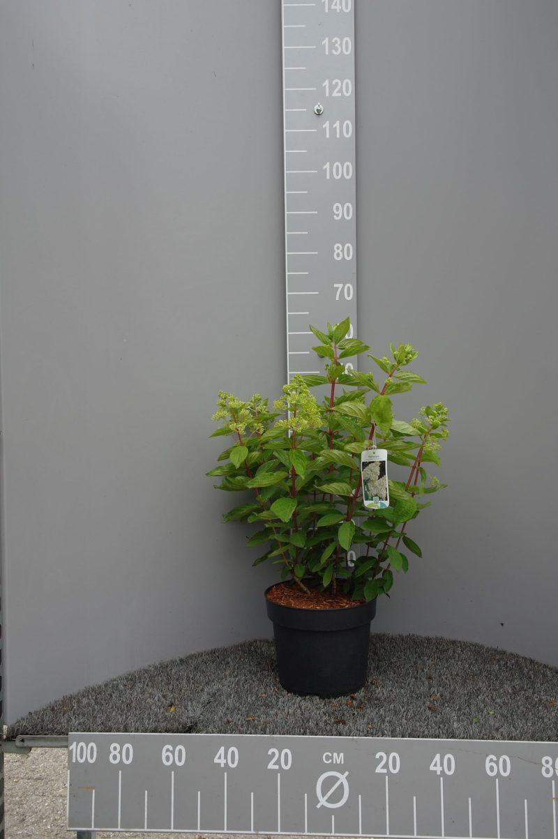 Hydrangea Paniculata 'Little Lime'®