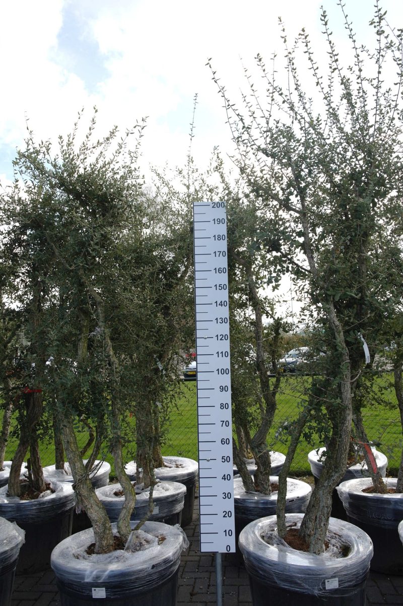 Quercus Subur - Kurkeik