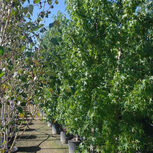 Liquidambar Styraciflua Worplesdon (Amberboom)