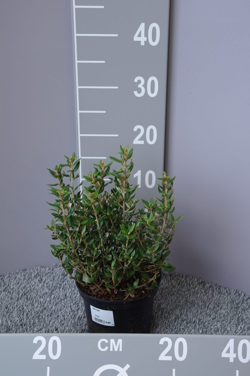 Olearia Haastii
