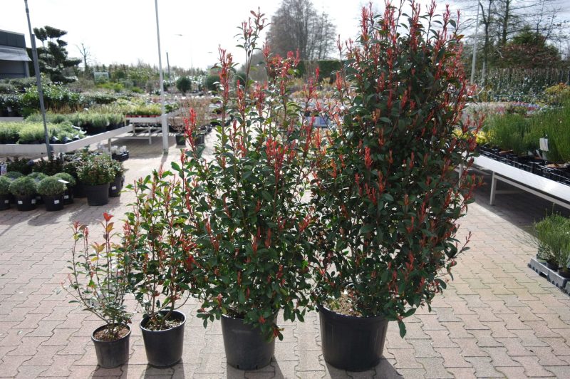 Photinia Carre Rouge