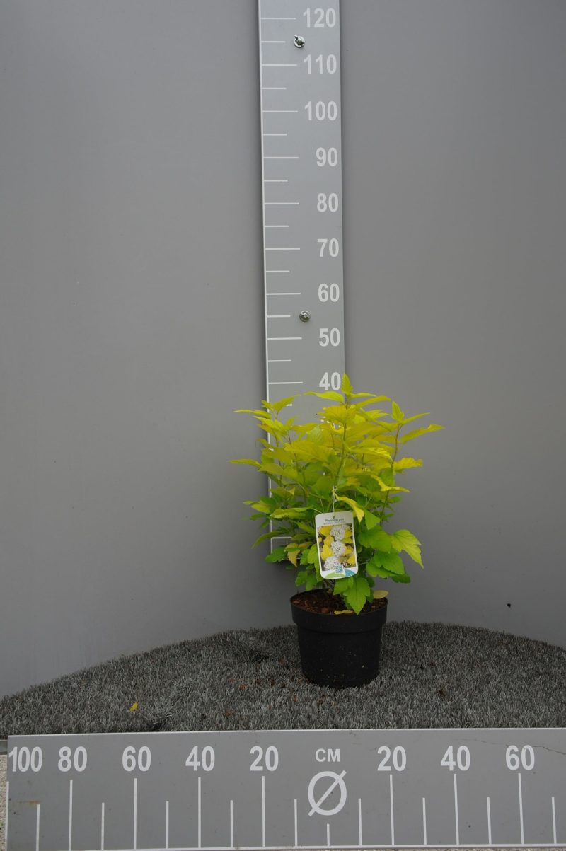 Physocarpus Op. Dart's Gold
