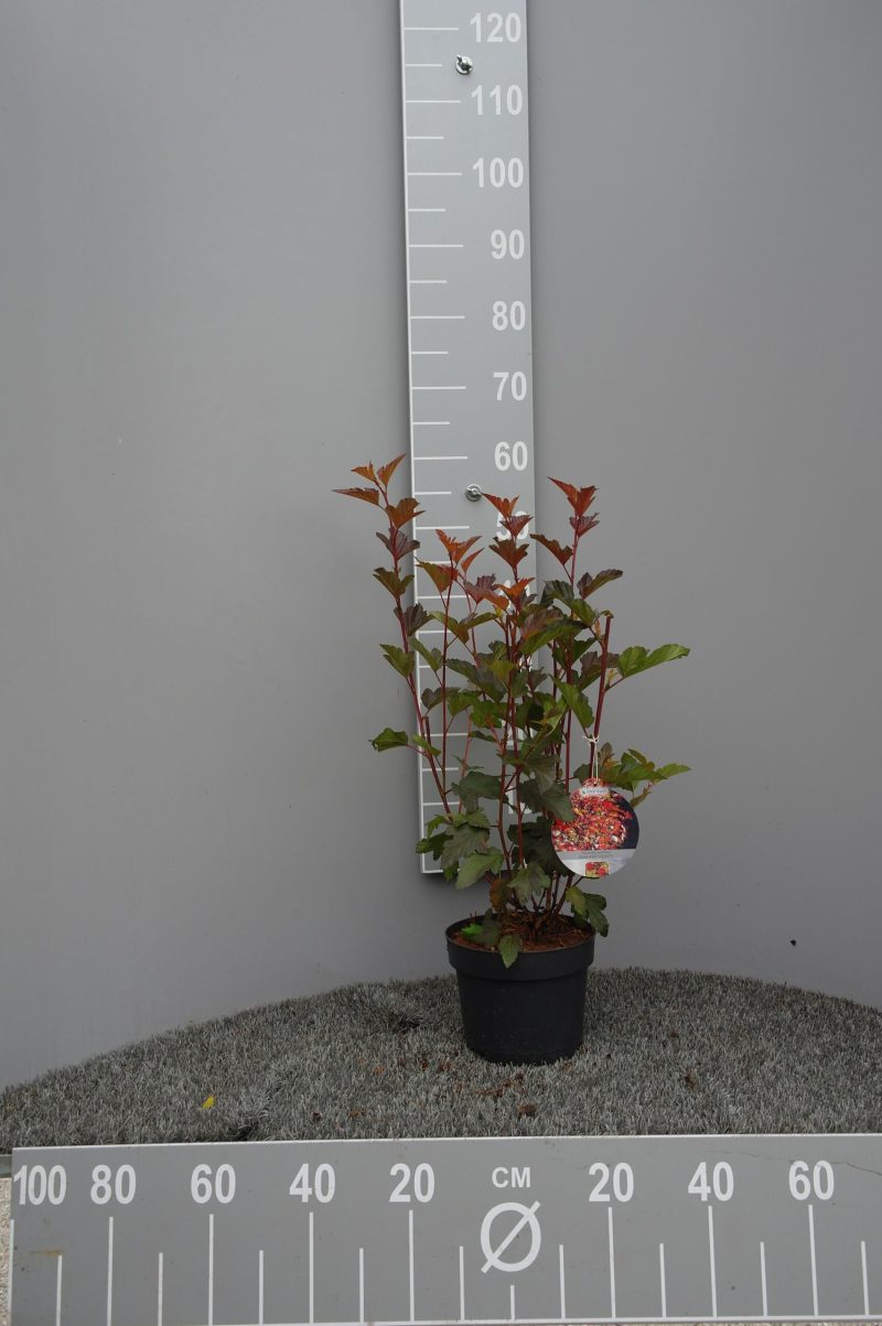 Physocarpus Op. Diable d'Or