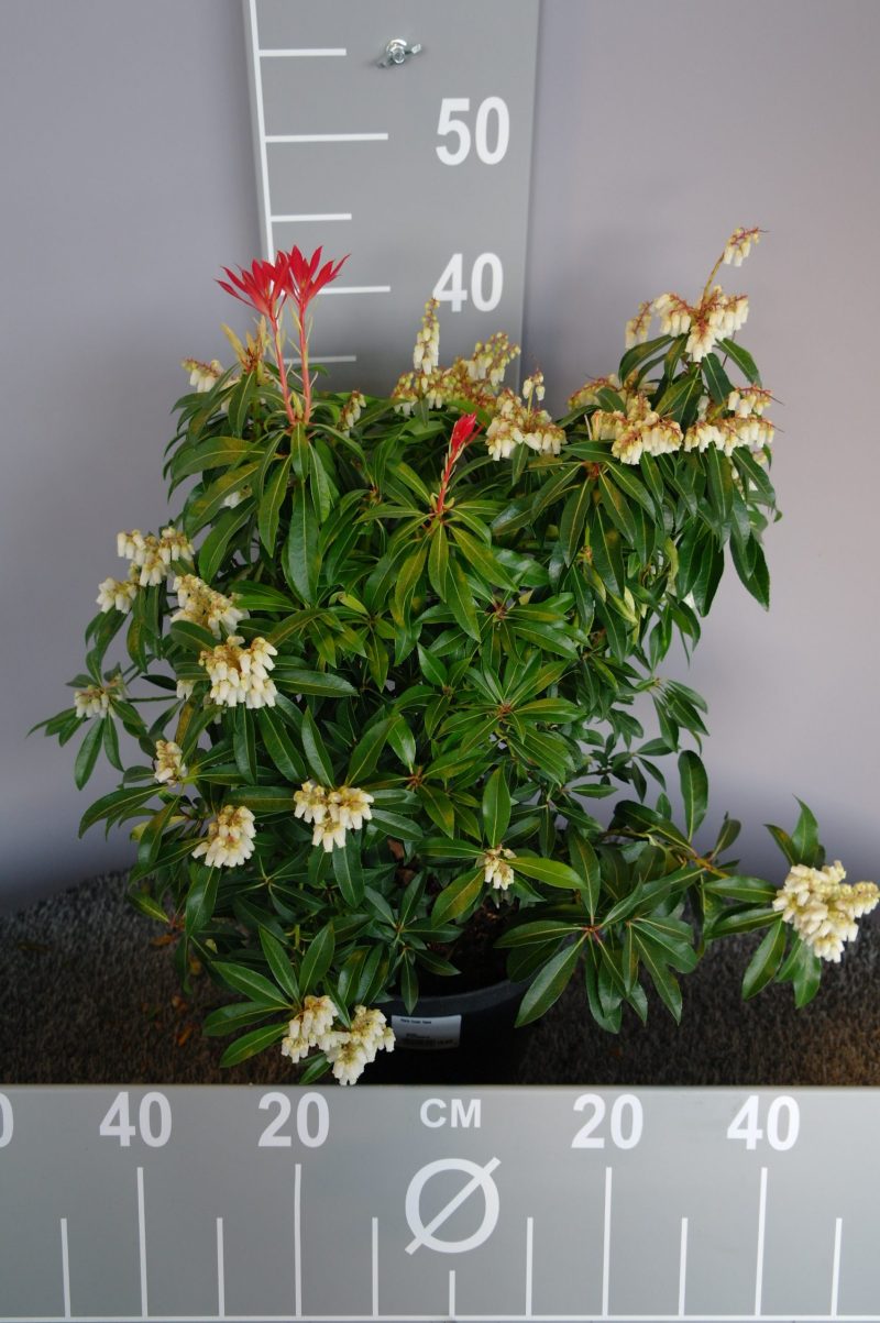 Pieris 'Forest Flame'