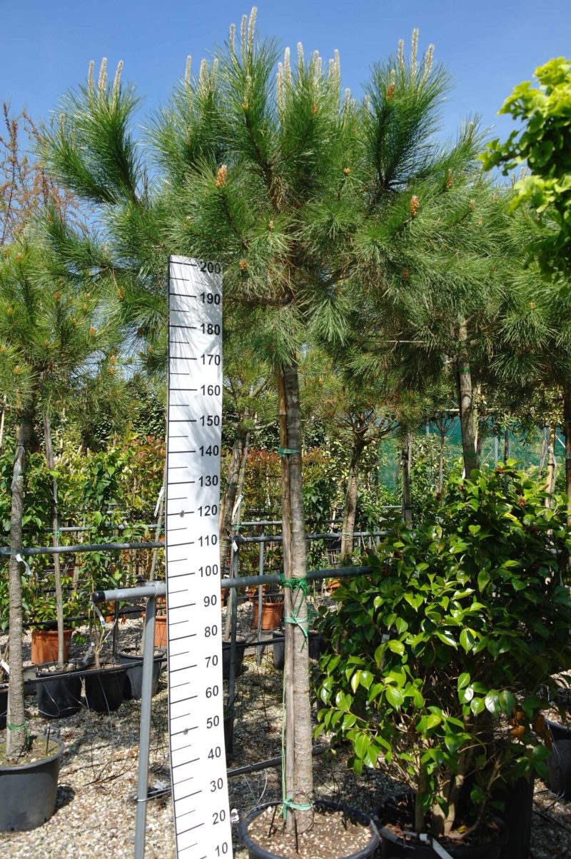 Pinus Pinea stam 180-200 cm