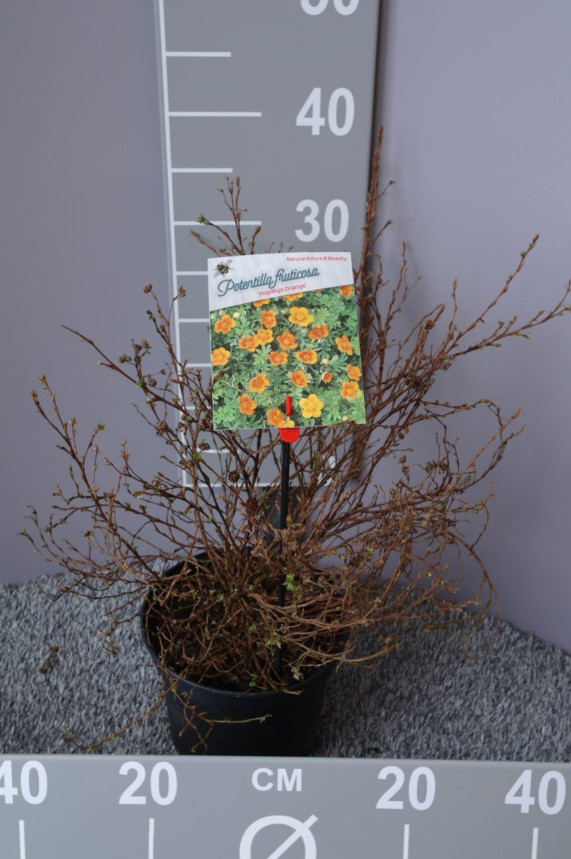 Potentilla Fruticosa 'Hopley's Orange'