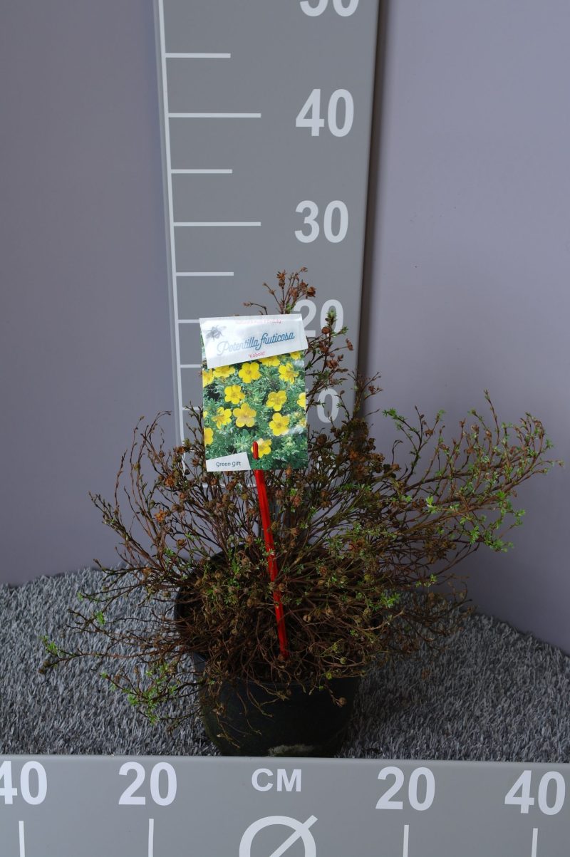 Potentilla Fruticosa 'Kobold'