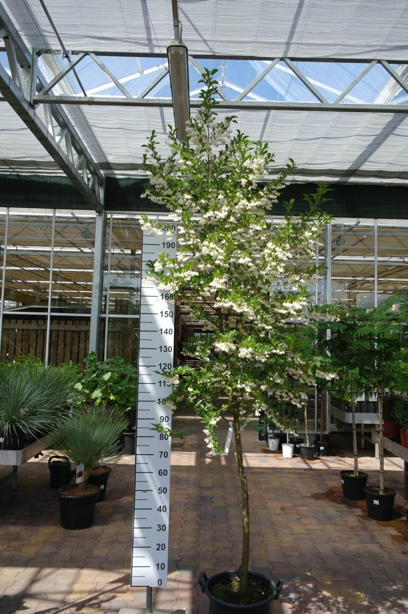 Styrax japonicus