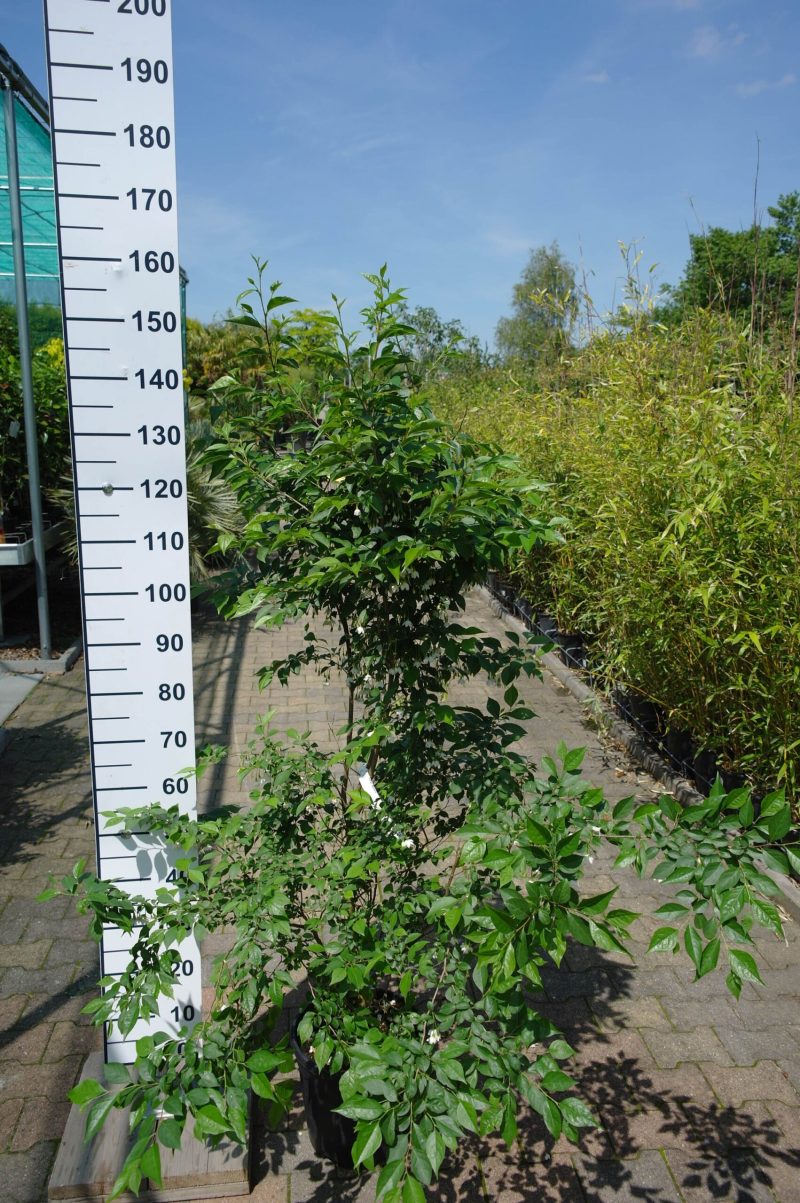 Styrax japonicus