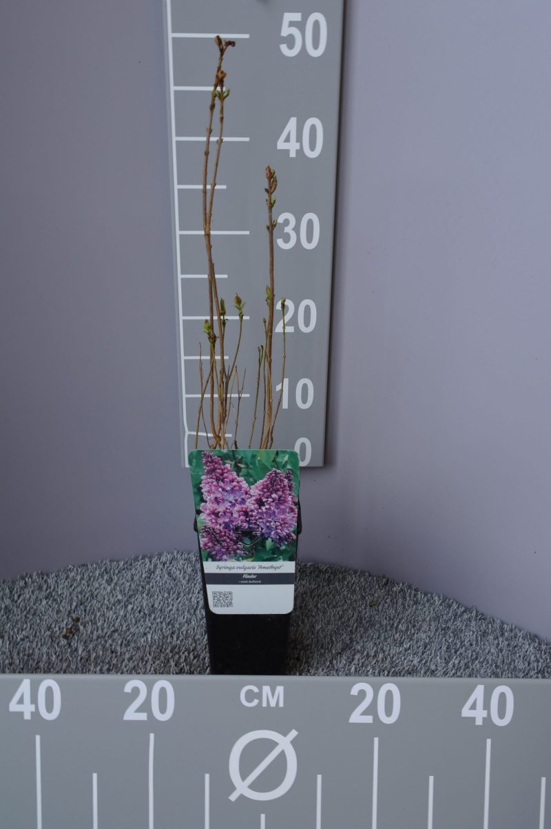 Syringa vulgaris Hybride 'Amethyst'