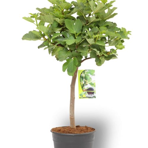 Ficus Carica stam 10 liter