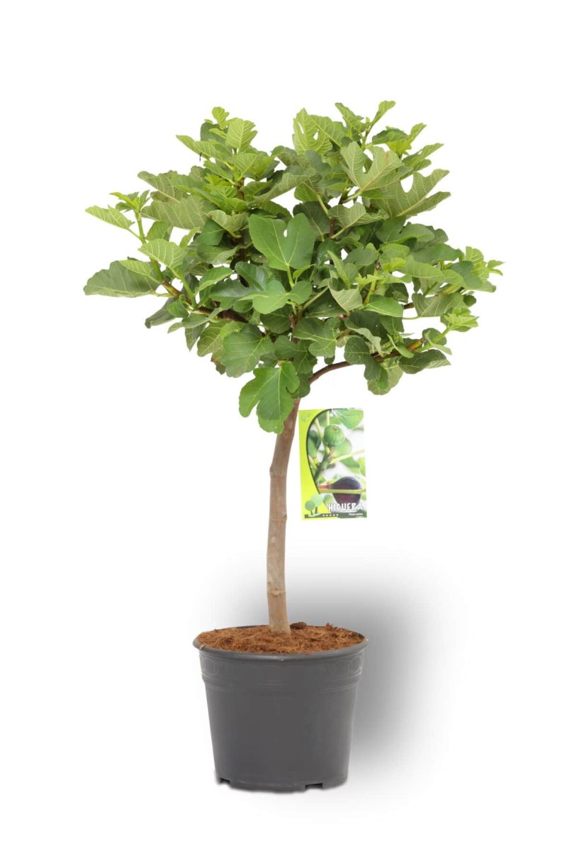 Ficus Carica stam 10 liter
