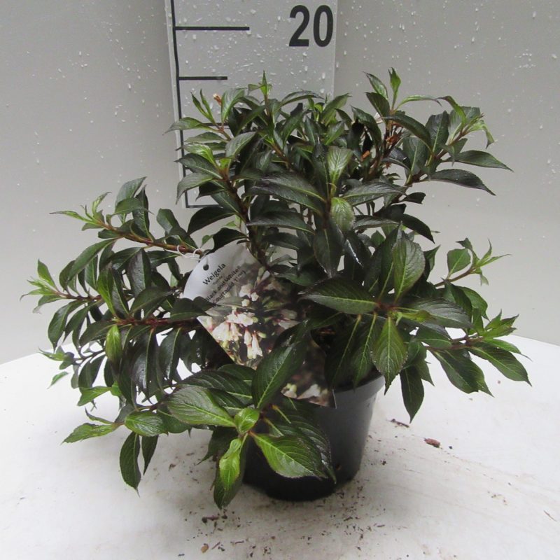 Weigela Florida 'Black and White'