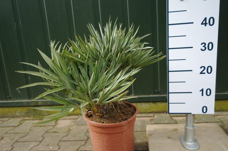 Trithrinax Campestris